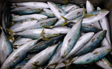 北海道のサケ水揚げ量が「10年前の10分の1」に激減！ 網の中は北海道らしからぬ魚ばかり？