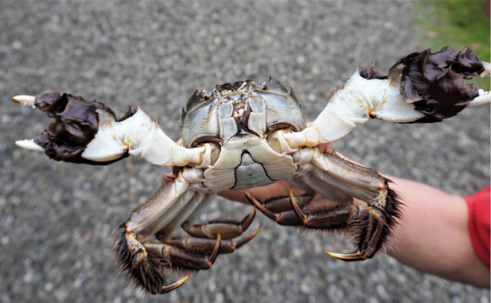 秋の鹿児島で食べられる「秋太郎」と「山太郎」とは？　正体は海と川に潜む巨大生物だった