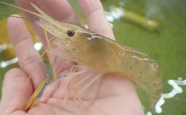 沼津に「釣ったエビをその場で食べられる釣り堀」が誕生！ 夫婦でオニテナ…