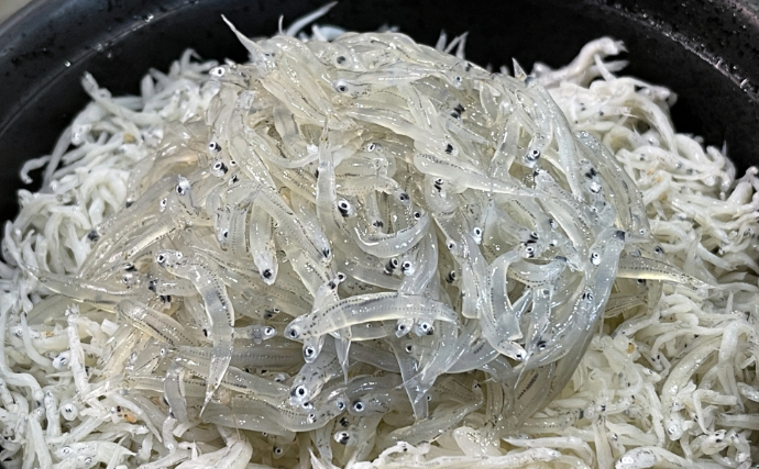 湘南名物「生シラス」で食中毒が発生？ 江の島周辺で相次いだノロウイルス感染の謎