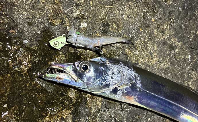 「もう釣れないと思っていた」タチウオが3年ぶりに復活！ サゴシも連発【南港魚つり園】