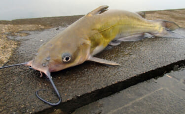 「釣った魚は美味しく食べる」が参加条件！　霞ヶ浦で外来生物を狙う異色の釣り大会が開催