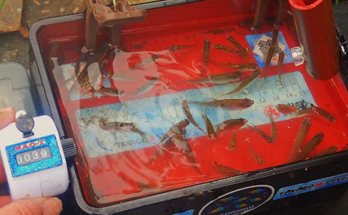 「タナゴ」のち「アメリカナマズ」　淡水小物＆大物釣りリレーを満喫【埼玉】