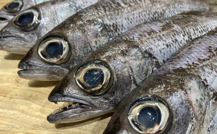 「ブリ」の名前の由来は「あぶら」？　名前に「アブラ」のつく魚たち