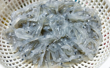 湘南名物「生シラス」で食中毒が発生？ 江の島周辺で相次いだノロウイルス感染の謎