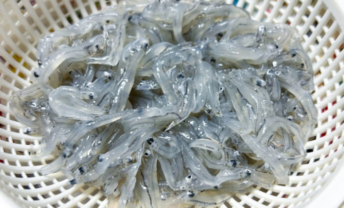 湘南名物「生シラス」で食中毒が発生？ 江の島周辺で相次いだノロウイルス感染の謎