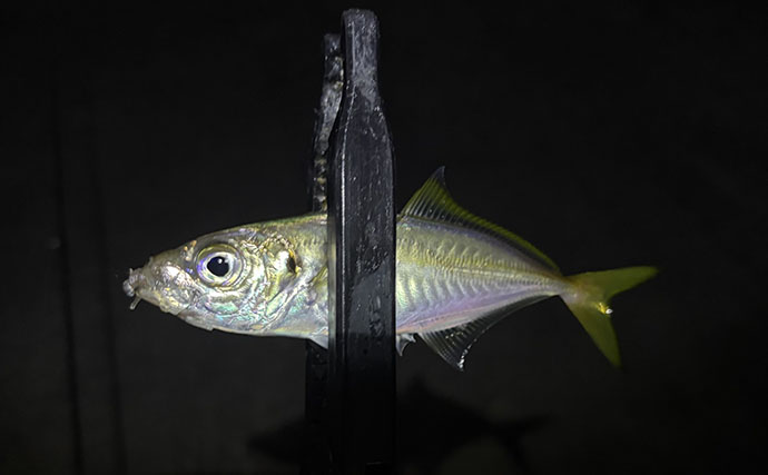 秋の大阪湾は何が釣れる？ アジ好調・タチウオ＆サゴシ回遊・イカの釣果も【泉南・湾奥・垂水】