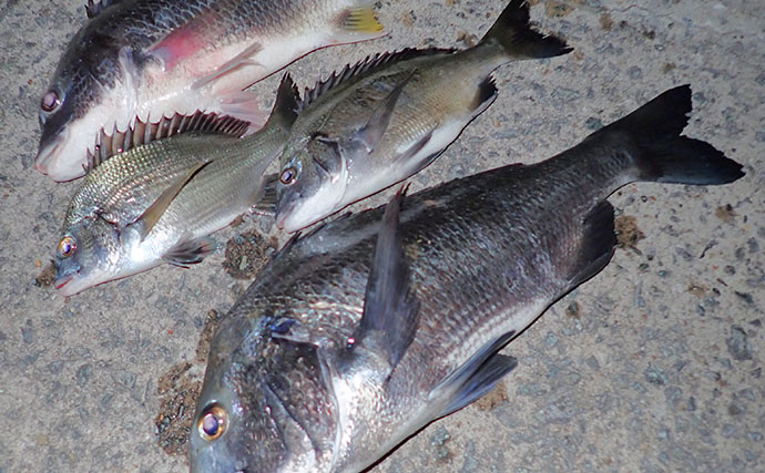秋チヌ釣りで「沖は無反応も足元でヒット」　サオ下狙いで40cm超え良型チヌ！【上天草】