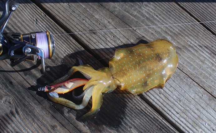 コンパクトロッド1本で「何魚種釣れる？」 アオリにキジハタにカマスも連発【福井】