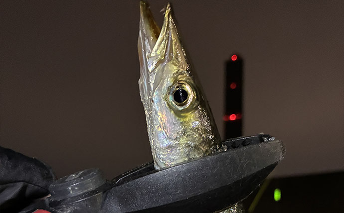 閉園間際の「ラスト1投」で84cmタチウオをキャッチ　27cmカマスもヒット【南港魚つり園】