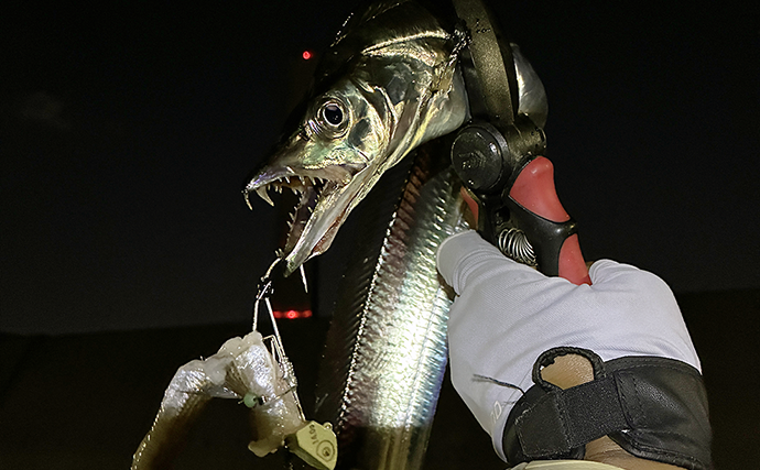 「もう釣れないと思っていた」タチウオが3年ぶりに復活！ サゴシも連発【南港魚つり園】