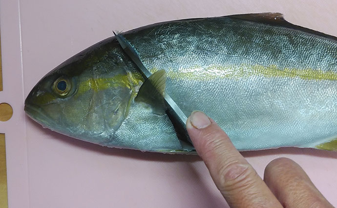釣った小型青物で作るレシピ：ネリゴのゴマじょう油仕立て　油分プラスで美味しさアップ