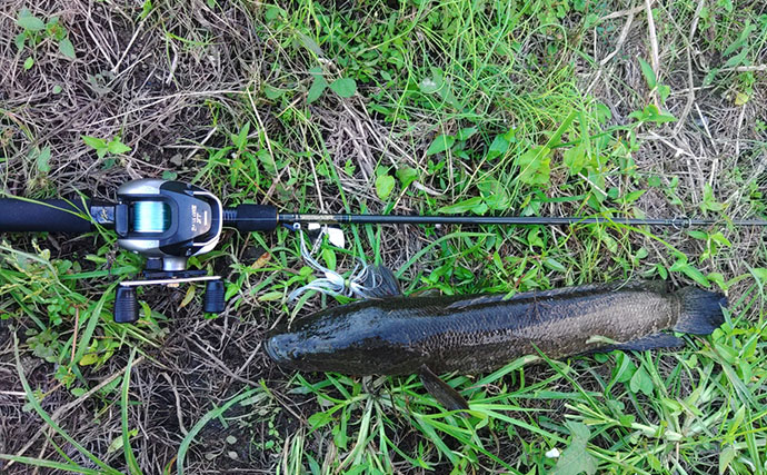 秋のバス釣りで想定外の55cmシーバスがヒット！  懐かしのタックルで3魚種をキャッチ【岡山】