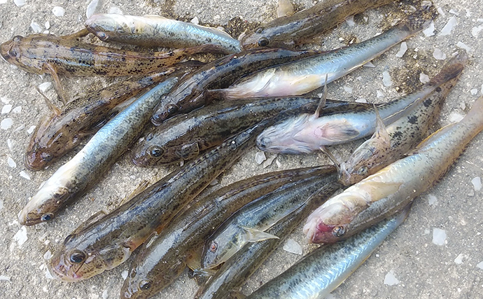 ハゼが釣れなくなったら「1歩だけ移動」　子どもでも実践できる”プチ移動”が奏功