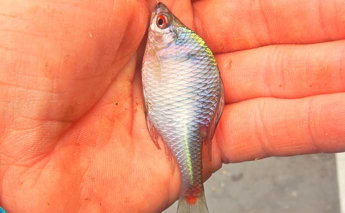 「タナゴ」のち「アメリカナマズ」　淡水小物＆大物釣りリレーを満喫【埼玉】