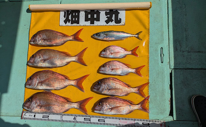 秋の加太沖でマダイ43cm頭に4尾！ 強風に苦戦した「高仕掛け」釣行【和歌山】