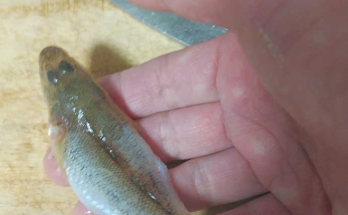 秋が旬の釣り魚レシピ：マハゼの松葉揚げ　粉はできるだけ薄くつけよう
