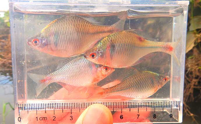 「タナゴ」のち「アメリカナマズ」　淡水小物＆大物釣りリレーを満喫【埼玉】