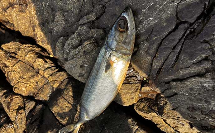 夜釣りのイメージが強い「クエ」は昼でも釣れる？ 冷凍サバに5.8kg良型がヒット！