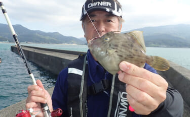 堤防カワハギ釣りで「仕掛けを20cm浮かせて」連発！ 底狙いからの変更が的中【天草】