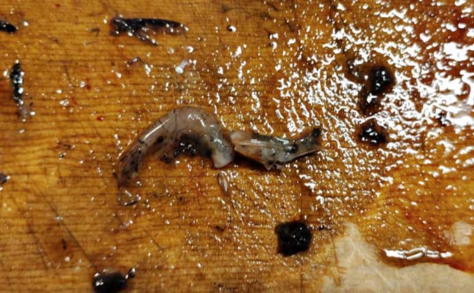 去年釣れなかった場所が良型アマゴの巣に？　渓流釣りに1シーズン通ってわかったこと
