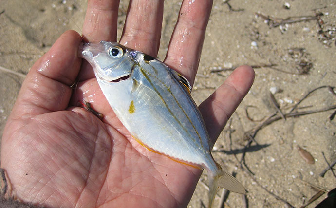 孫と釣りに行くための下見で5魚種がヒット！ チョイ投げでキス12匹をキャッチ【岡山】