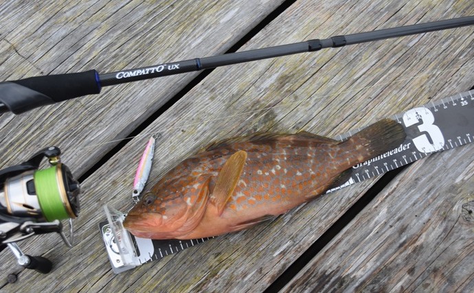 コンパクトロッド1本で「何魚種釣れる？」 アオリにキジハタにカマスも連発【福井】