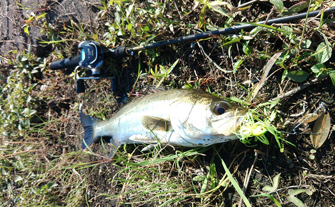 秋のバス釣りで想定外の55cmシーバスがヒット！  懐かしのタックルで3魚種をキャッチ【岡山】