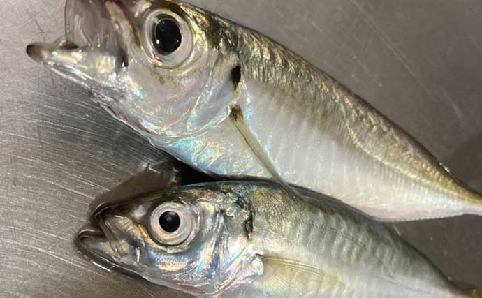 関門海峡のサビキ釣りは「潮が速くて難しい！」 姪たちと2度挑戦した夏休みの釣行記