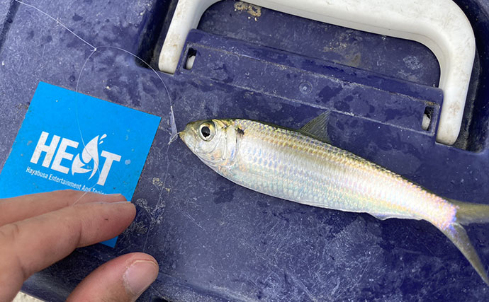 サビキの「一番上のハリ」に注目してサッパ連掛けに成功！ 1時間で50匹をキャッチ【磯津漁港】