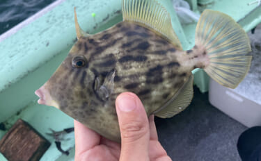 カワハギ釣りは「誘う速さ」で釣果が変わる！ テンポ調整して本命20匹【…