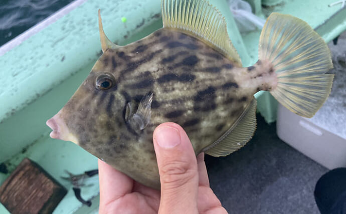 カワハギ釣りは「誘う速さ」で釣果が変わる！ テンポ調整して本命20匹【七福丸・愛知】