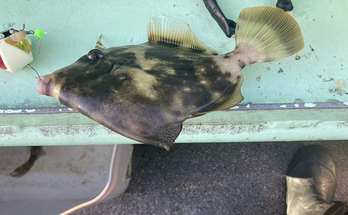 カワハギ釣りは「誘う速さ」で釣果が変わる！ テンポ調整して本命20匹【七福丸・愛知】