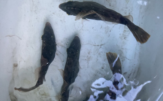 カワハギ釣りは「誘う速さ」で釣果が変わる！ テンポ調整して本命20匹【七福丸・愛知】
