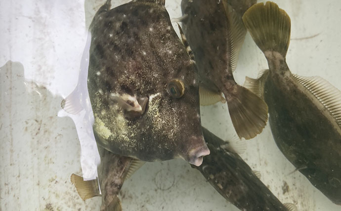 カワハギ釣りは「誘う速さ」で釣果が変わる！ テンポ調整して本命20匹【七福丸・愛知】