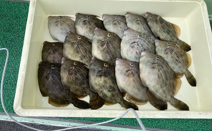 カワハギ釣りは「誘う速さ」で釣果が変わる！ テンポ調整して本命20匹【七福丸・愛知】