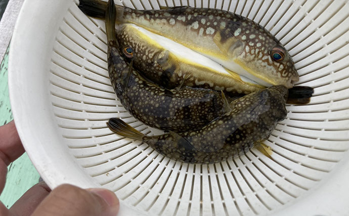 カワハギ釣りは「誘う速さ」で釣果が変わる！ テンポ調整して本命20匹【七福丸・愛知】