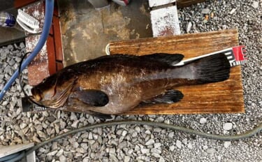 夜釣りのイメージが強い「クエ」は昼でも釣れる？ 冷凍サバに5.8kg良…