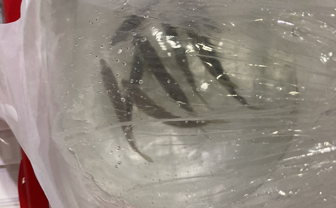 海上釣り堀で「アジの泳がせ」がまさかの不発　エサを替えると60cmワラサがヒット！【三重】