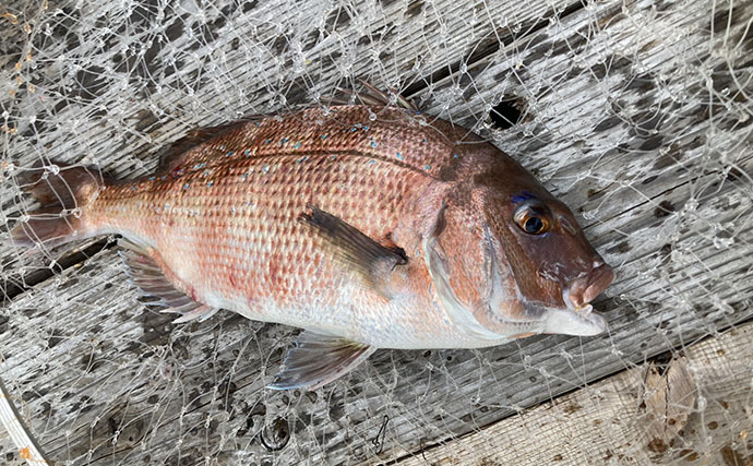 海上釣り堀で「アジの泳がせ」がまさかの不発　エサを替えると60cmワラサがヒット！【三重】