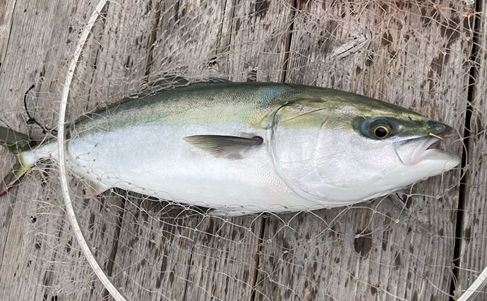 海上釣り堀で「アジの泳がせ」がまさかの不発　エサを替えると60cmワラサがヒット！【三重】
