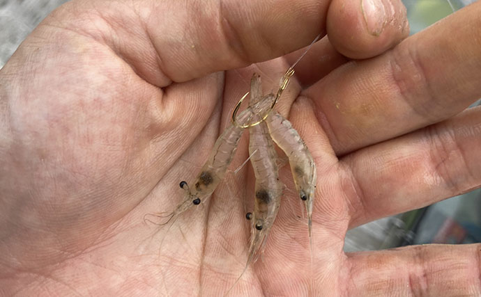 海上釣り堀で「アジの泳がせ」がまさかの不発　エサを替えると60cmワラサがヒット！【三重】