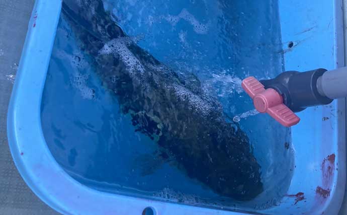 解禁初日のトラフグ釣りで3kg級をゲット！ 「海底50cmからのフォール」がズバリ的中【魚勘丸・三重】