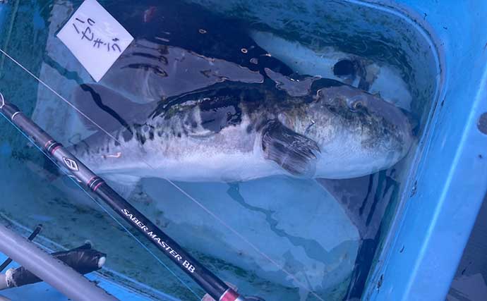 解禁初日のトラフグ釣りで3kg級をゲット！ 「海底50cmからのフォール」がズバリ的中【魚勘丸・三重】