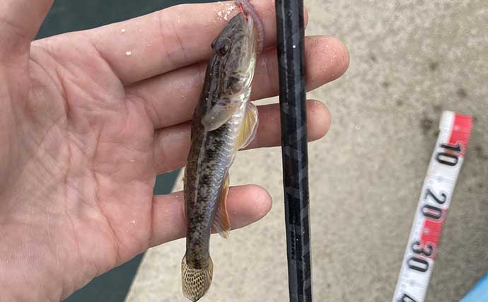 ハゼ釣りで16cm頭に19匹！ 速い流れを攻略するオモリの選び方と仕掛けの流し方とは？