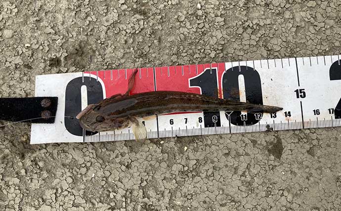 ハゼ釣りで16cm頭に19匹！ 速い流れを攻略するオモリの選び方と仕掛けの流し方とは？