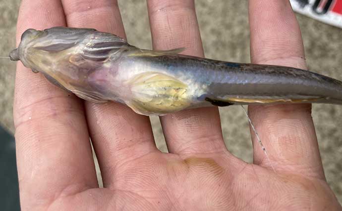 ハゼ釣りで16cm頭に19匹！ 速い流れを攻略するオモリの選び方と仕掛けの流し方とは？