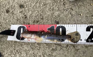 ハゼ釣りで16cm頭に19匹！ 速い流れを攻略するオモリの選び方と仕掛けの流し方とは？