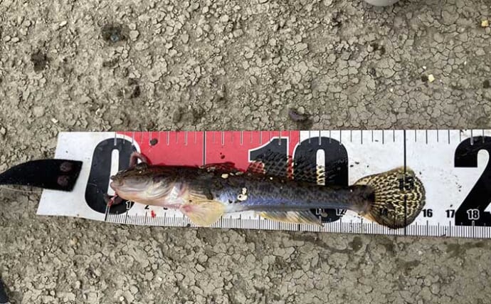 ハゼ釣りで16cm頭に19匹！ 速い流れを攻略するオモリの選び方と仕掛けの流し方とは？