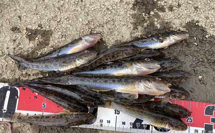 ハゼ釣りで16cm頭に19匹！ 速い流れを攻略するオモリの選び方と仕掛けの流し方とは？